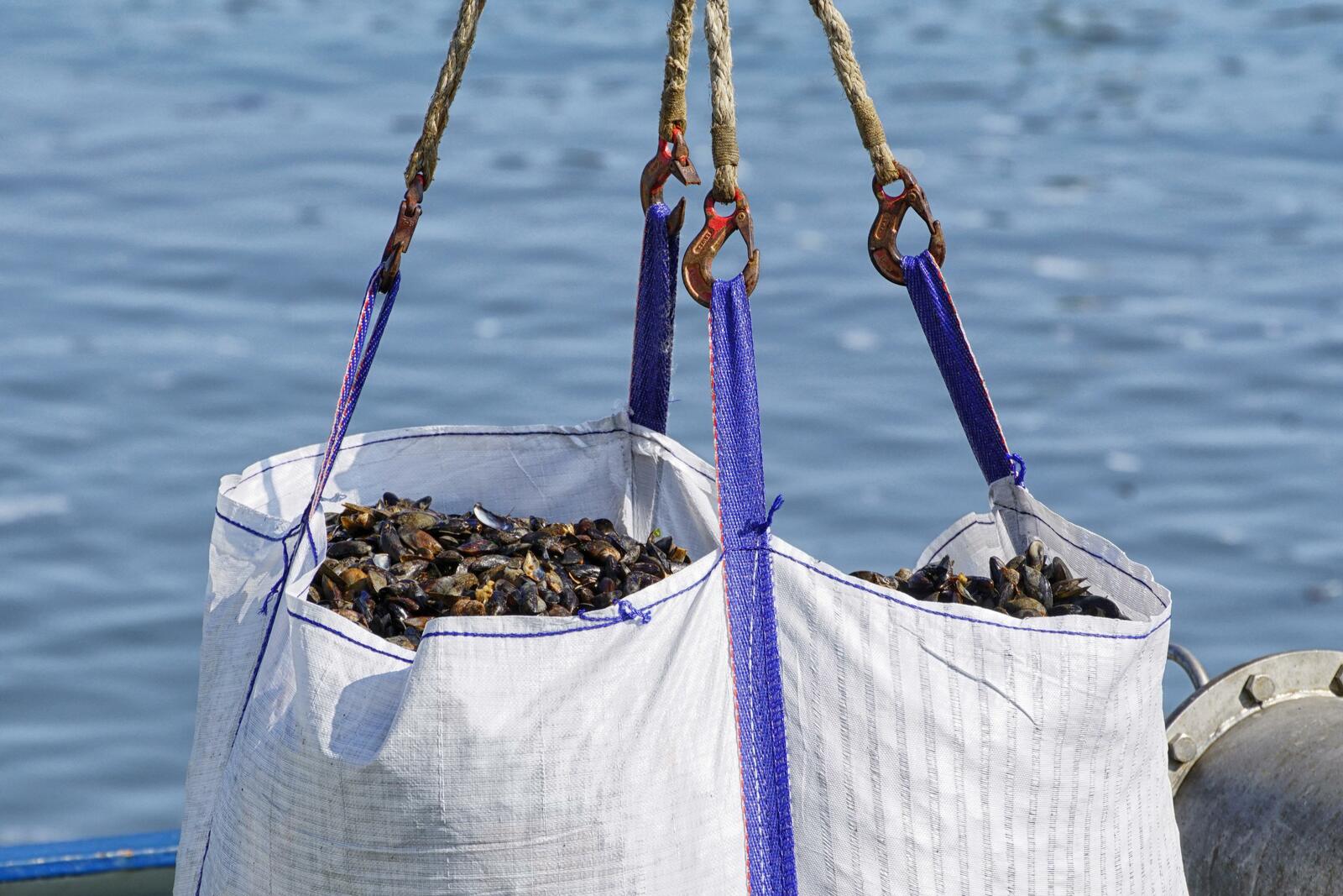 PATTON MOULES-FRITES