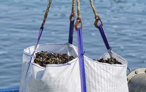 PATTON MOULES-FRITES