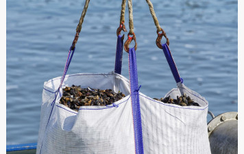 PATTON MOULES-FRITES